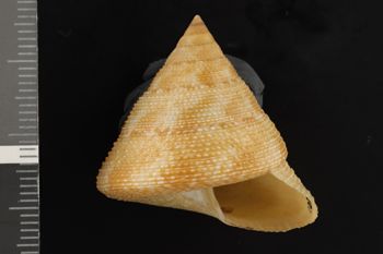 Media type: image;   Malacology 104554 Description: Dry shell;  Aspect: APT